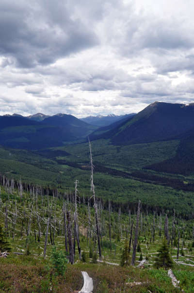 View through the old burn area