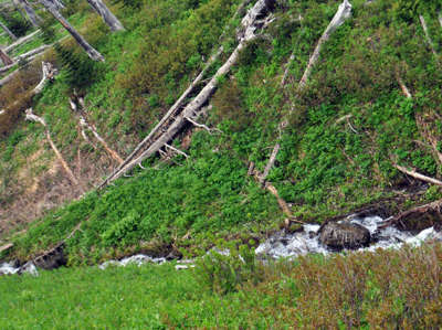 Another view of the mountain stream