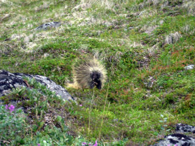 Porcupine