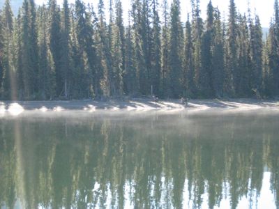 Caribou on the lake shore