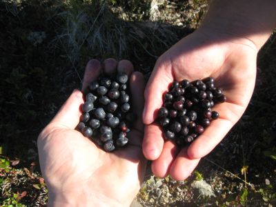 Picking huckleberries provides a ripe harvest