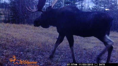 moose