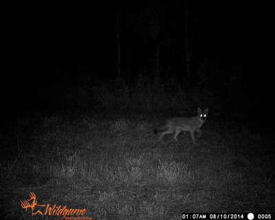 coyote