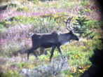 Caribou above Ootsa Lake